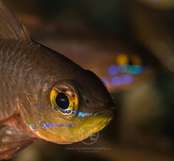 Cardinalfish by Arno Enzo 
